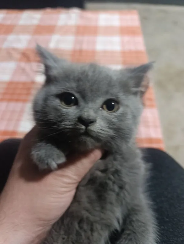 Скоттиш Фолд ва Скоттиш Страйт 3та у́гил Кошки Котята Мушук — фото 7
