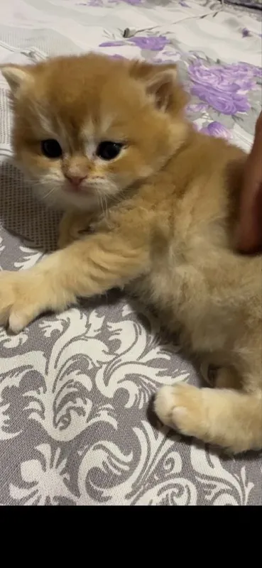 Котенок бри золотая шиншилла — фото 4