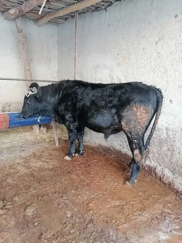 Chorva mollari quy va