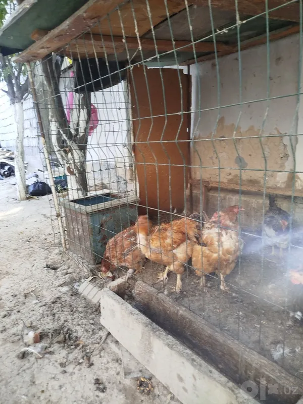 Tovuq xoʻroz sotiladi 2 Tovuq xoʻroz sotiladi 2