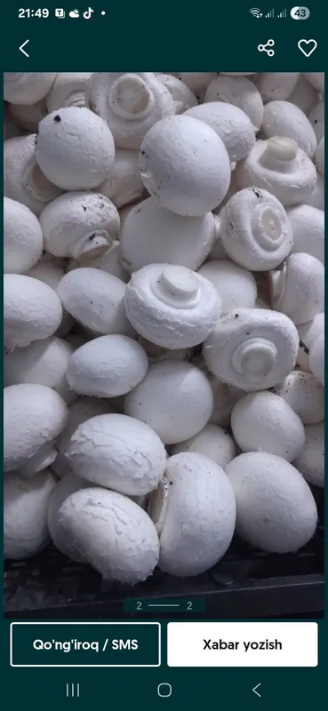 Shanpinyon qo'zuqorini