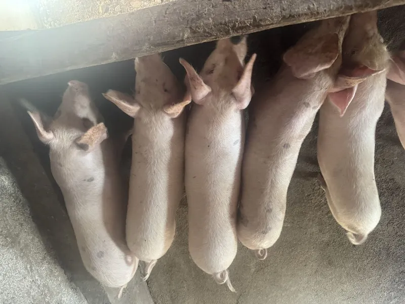 Срочно продам паросят