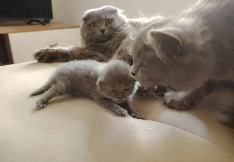 Милые шотландские котята.