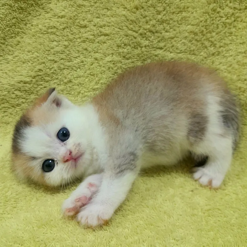 Продаются 4 шикарных котёнка,шиншилла. 3 Продаются 4 шикарных котёнка,шиншилла. 3