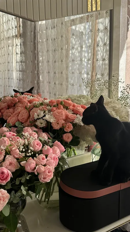 Котята в добрые руки 3 Котята в добрые руки 3