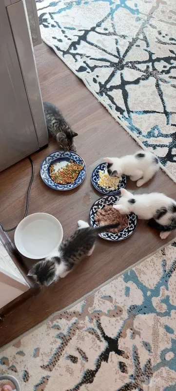 Котята бесплатно 2 Котята бесплатно 2