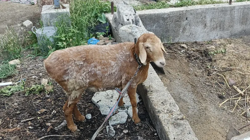 Продаётся баранина