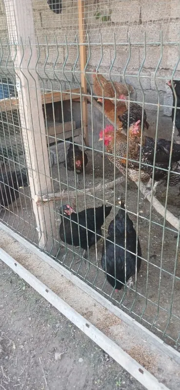 Brama va bowaqa Tovuqla sotiladi — фото 4