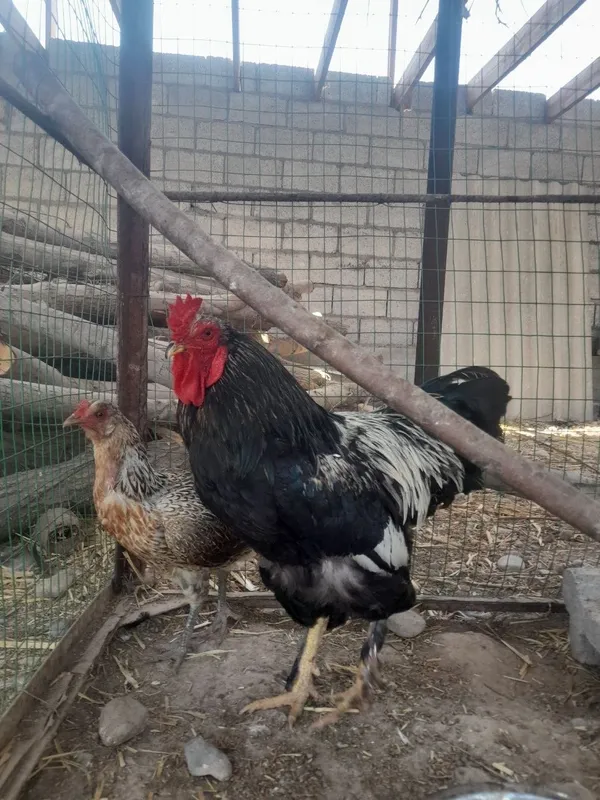 Bramma Xuroz 1 Bramma Xuroz 1