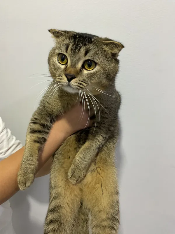 Шотландская вислоухая кошка 1 Шотландская вислоухая кошка 1
