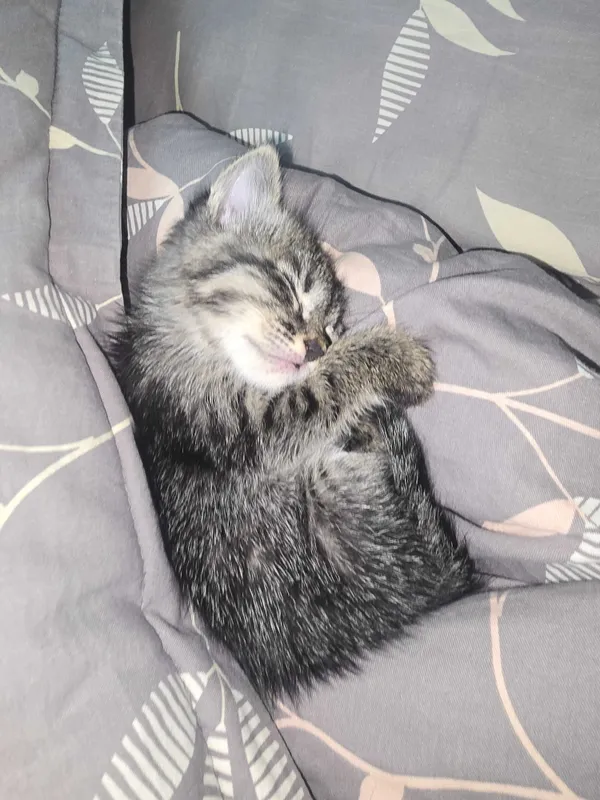 Котенок в добрые руки