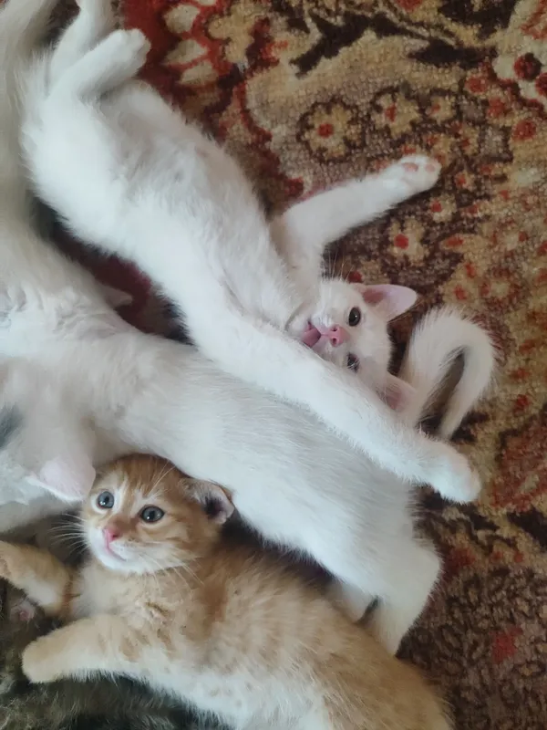 Отдам в добрые руки — фото 1