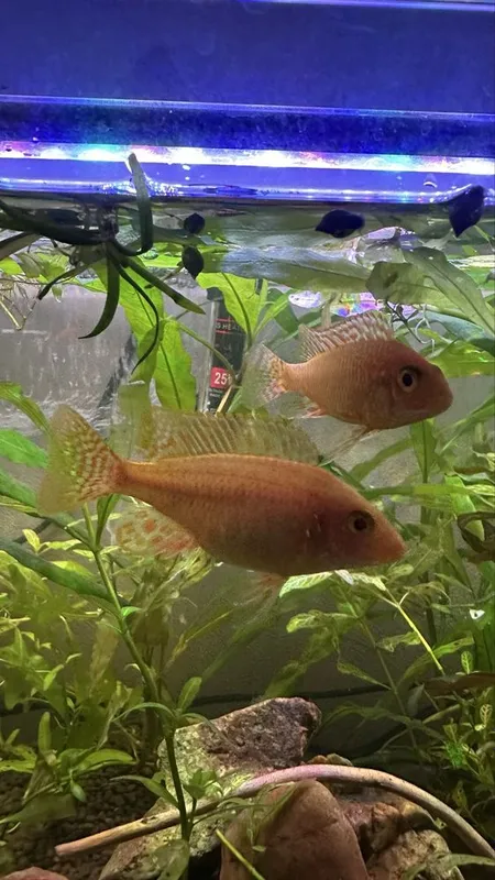 Аквариумная рыбка, цихлид Аулонокара орхидея / akvarium baliq — фото 1
