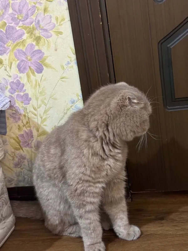 Кошка продаётся серый цвет — фото 2
