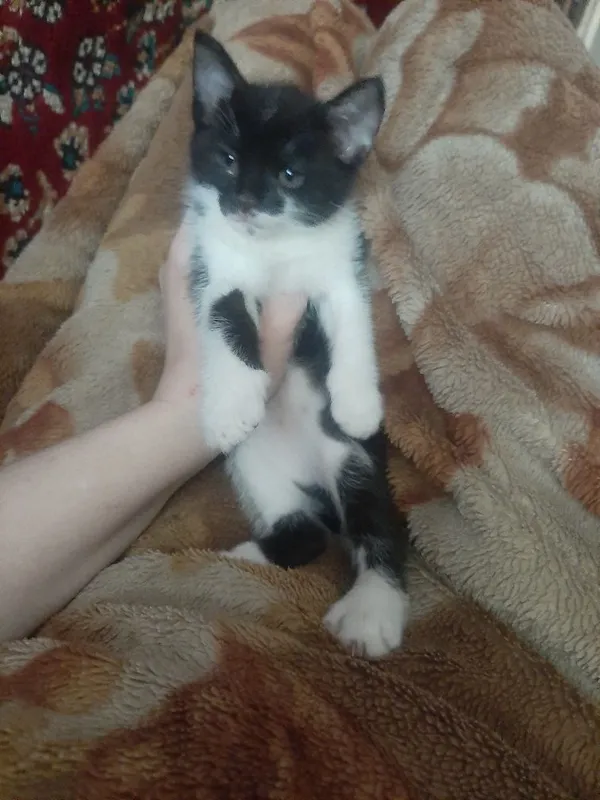 Котята в заботливые руки — фото 7