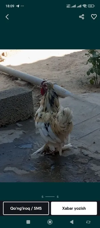Yaponka xoʻroz sotiladi Yaponka xoʻroz sotiladi