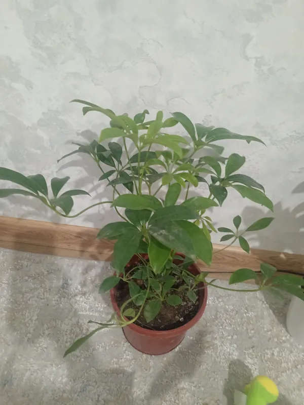 Gullar skidkada