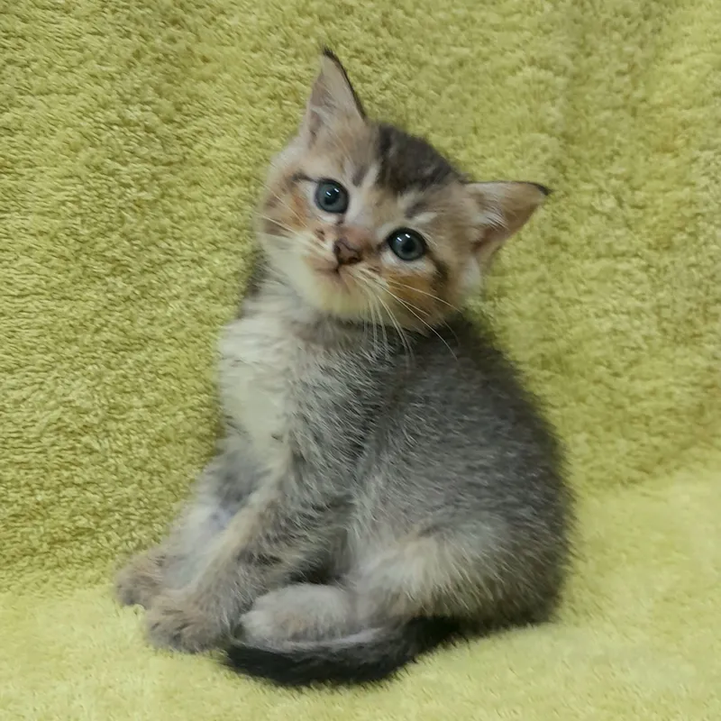 Продаются милые котята,шиншилла 4 Продаются милые котята,шиншилла 4