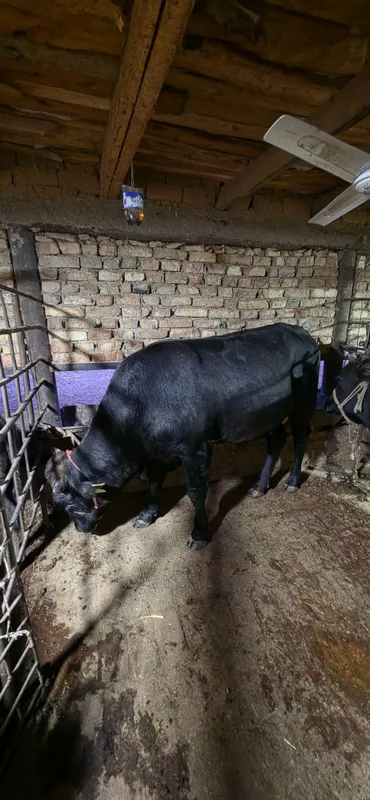 BUQA sotiladi 2 BUQA sotiladi 2
