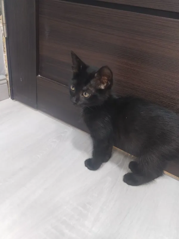 отдаём котят в добрые руки