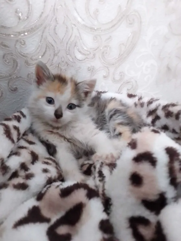 отдам даром в добрые руки