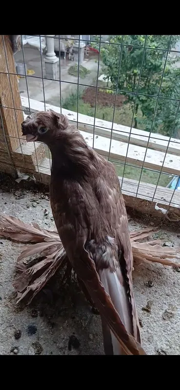 Руян голубь молодой. 1