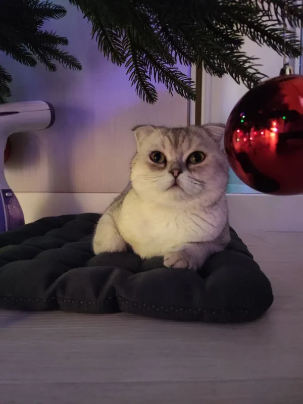 Кот породистый Шотландец 3 Кот породистый Шотландец 3