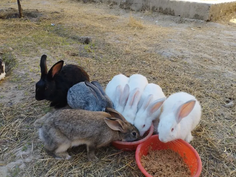 Quyonlar sotiladi 1 Quyonlar sotiladi 1