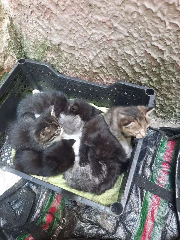 Отдам даром котят