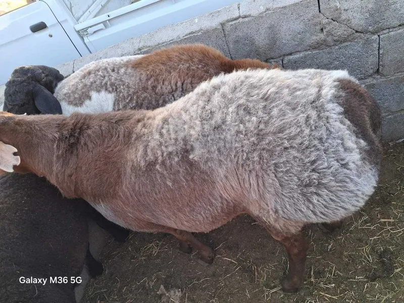 Zotdor qo'chqorlar sotiladi 4 Zotdor qo'chqorlar sotiladi 4