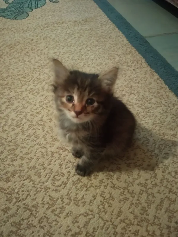 котята