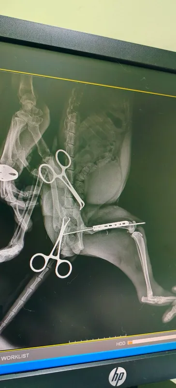 Mushuklaringiz sog'lig'ini oylovchi veterinar doctor — фото 4