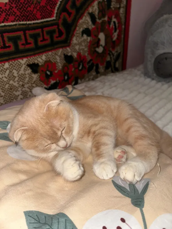 Отдам в хорошем руки кошек веслоухой породы — фото 3