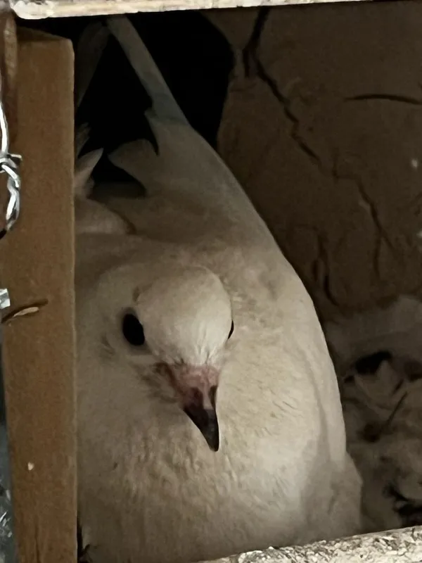 Kabutar qora dum bakin 3