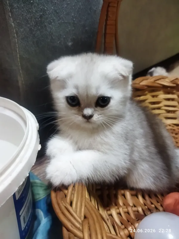 срочно продаются  котята серебряная шиншилла