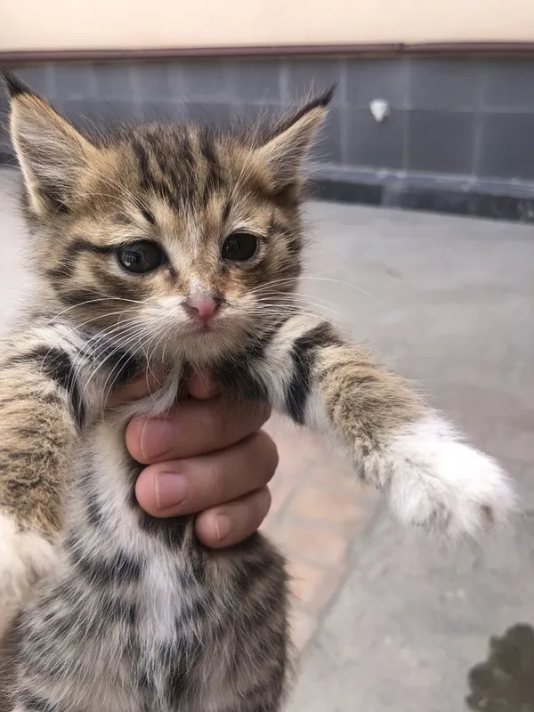 котенки бесплатно