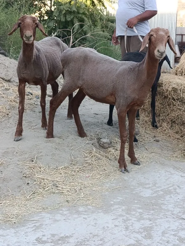 Quylar sotiladi. 3