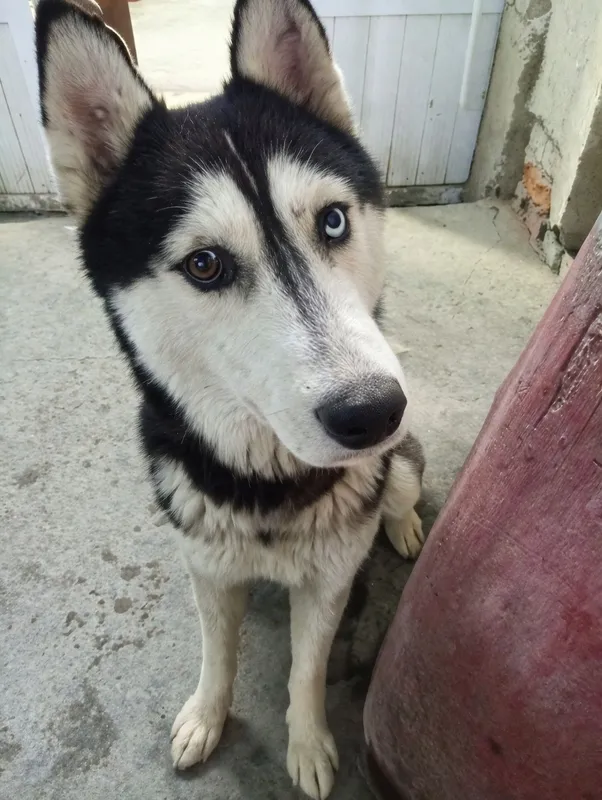 Zoti:Sibir xaskisi 1 Zoti:Sibir xaskisi 1