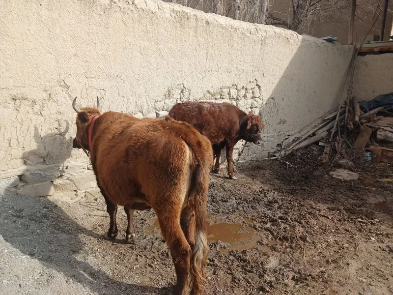 Chorva mollari sotiladi
