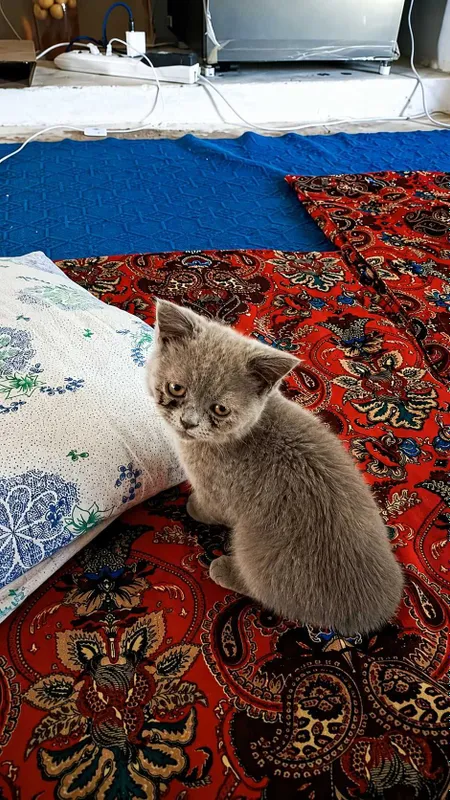 Zotdor mushuk sotiladi 1 Zotdor mushuk sotiladi 1