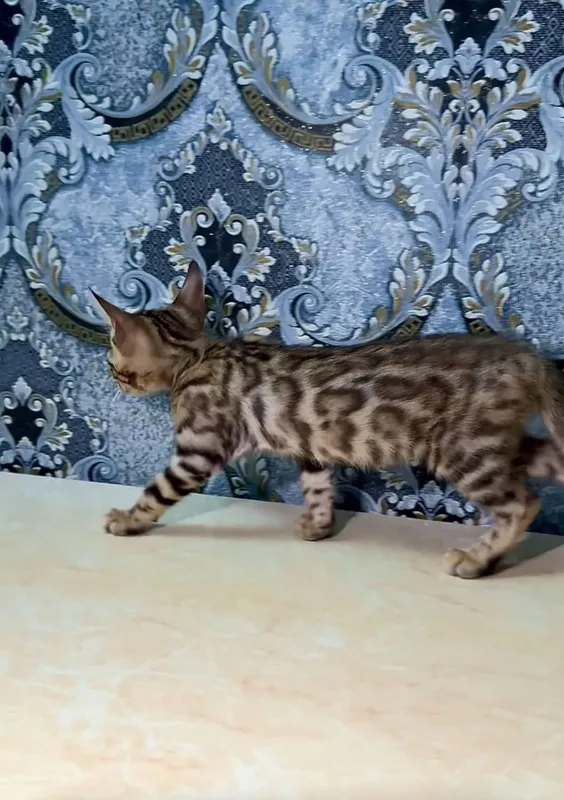 Bengal bolalari sotiladi srochno 2