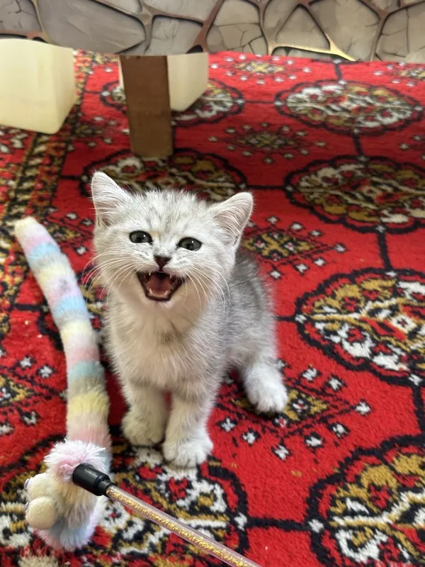 Очаровательный котонек британской шиншиллы, brintanskiy shinshilla 3 Очаровательный котонек британской шиншиллы, brintanskiy shinshilla 3