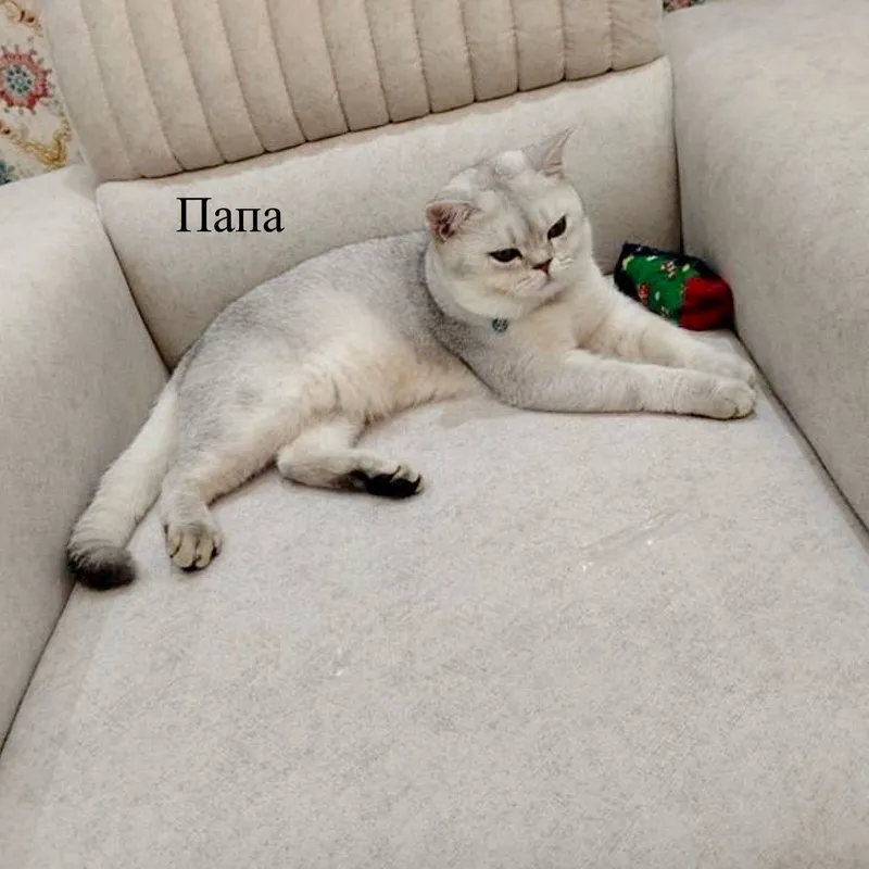 Kumush chinchilla rangli 2 oylik mushukchalar 4