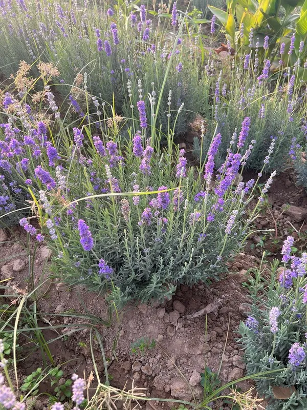 Lavanda gullari fransuskiy — фото 1