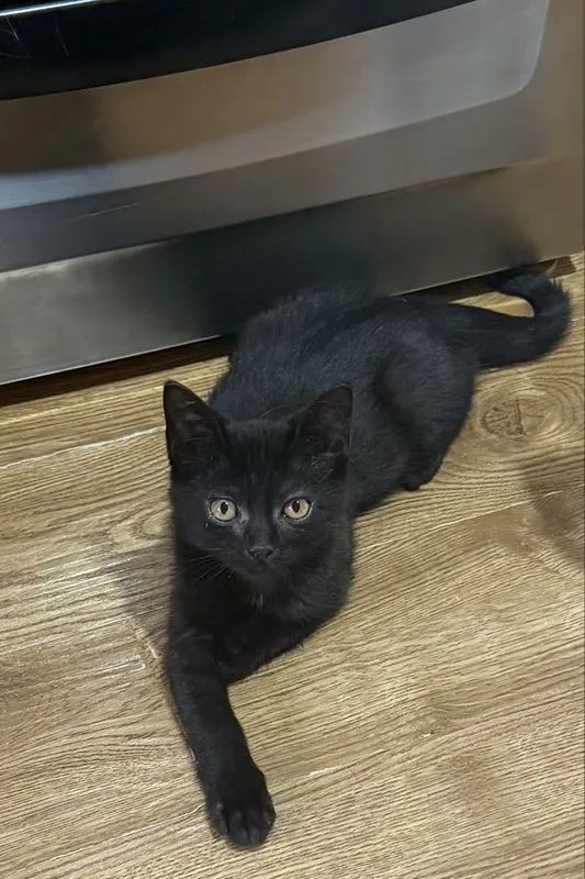 Котик 2,5 месяца