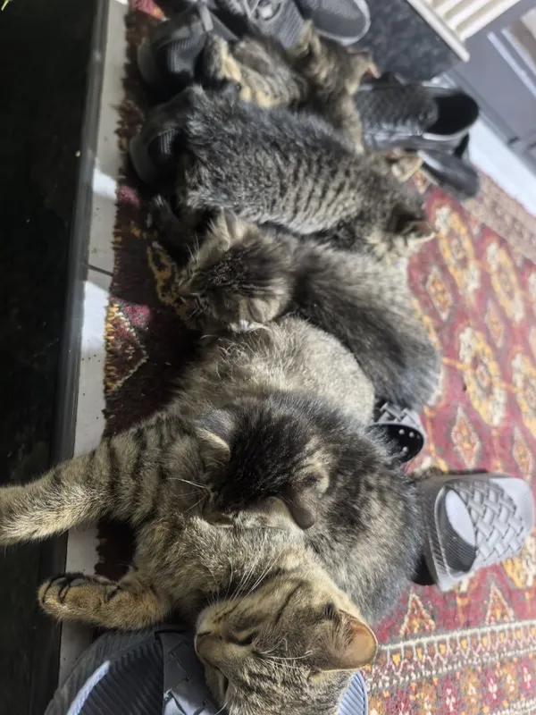 Отдам даром котят в добрые руки. 2 месяца. Доставка по Ташкенту — фото 5