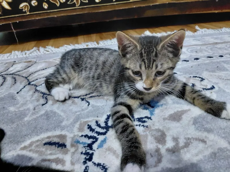 мы дарим красивых котят