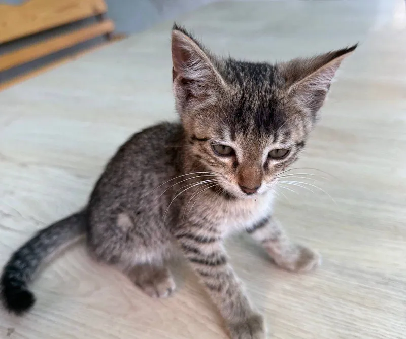 Котёнок девочка, отдам в хорошие руки 3 Котёнок девочка, отдам в хорошие руки 3