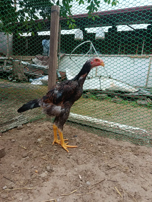 Jo'jala sotiladi bobo, dakan — фото 1