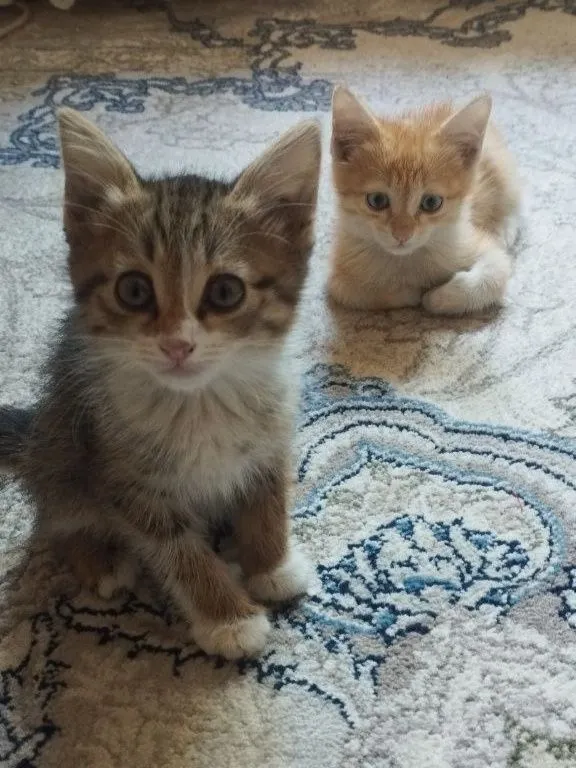 Котята в добрые руки бесплатно 1 Котята в добрые руки бесплатно 1